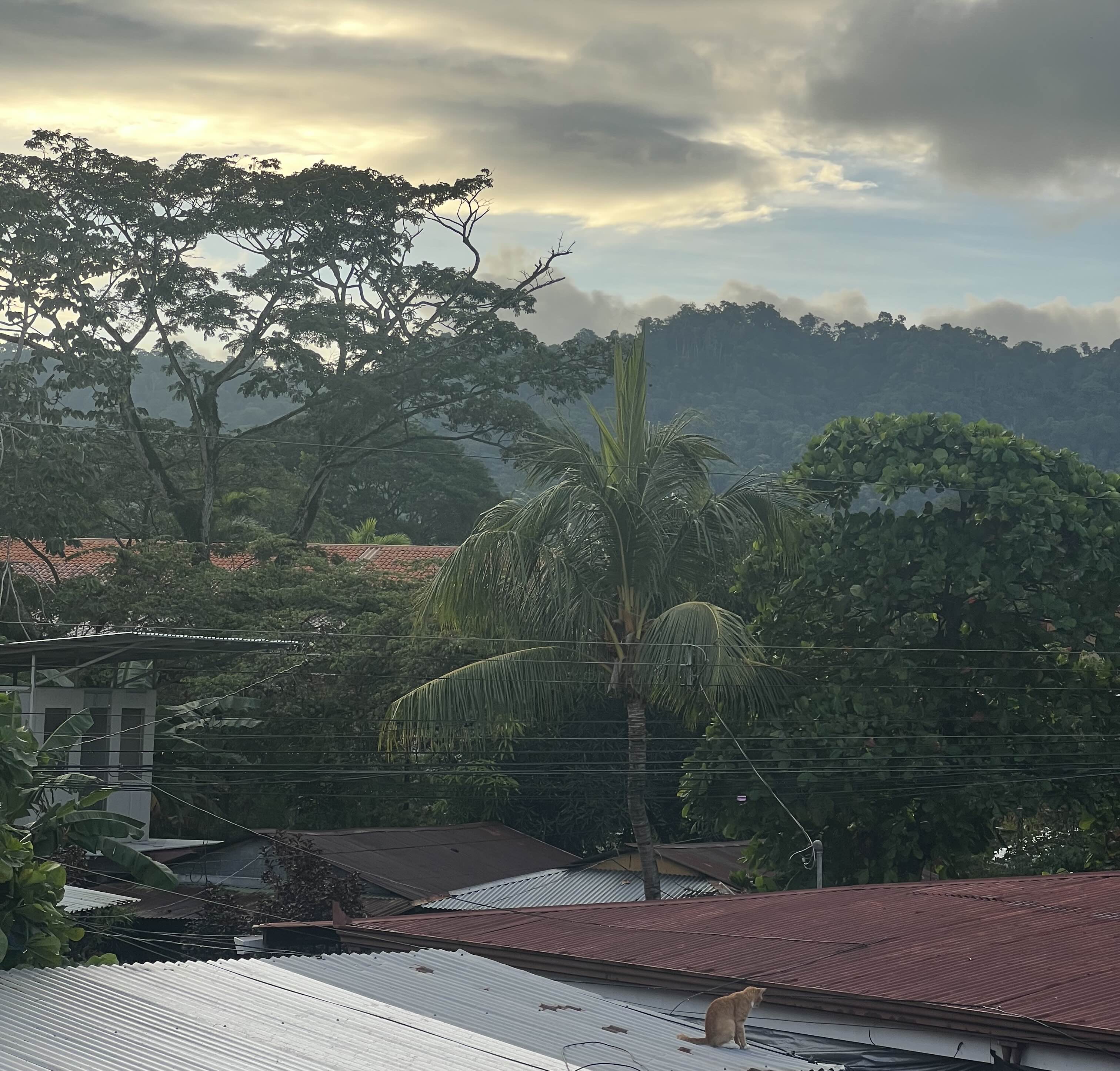 View from an Airbnb window showing a contrast of urban and natural landscapes: foreground with metal rooftops and electrical cables, and a backdrop of lush green tropical rainforest under a cloudy sky