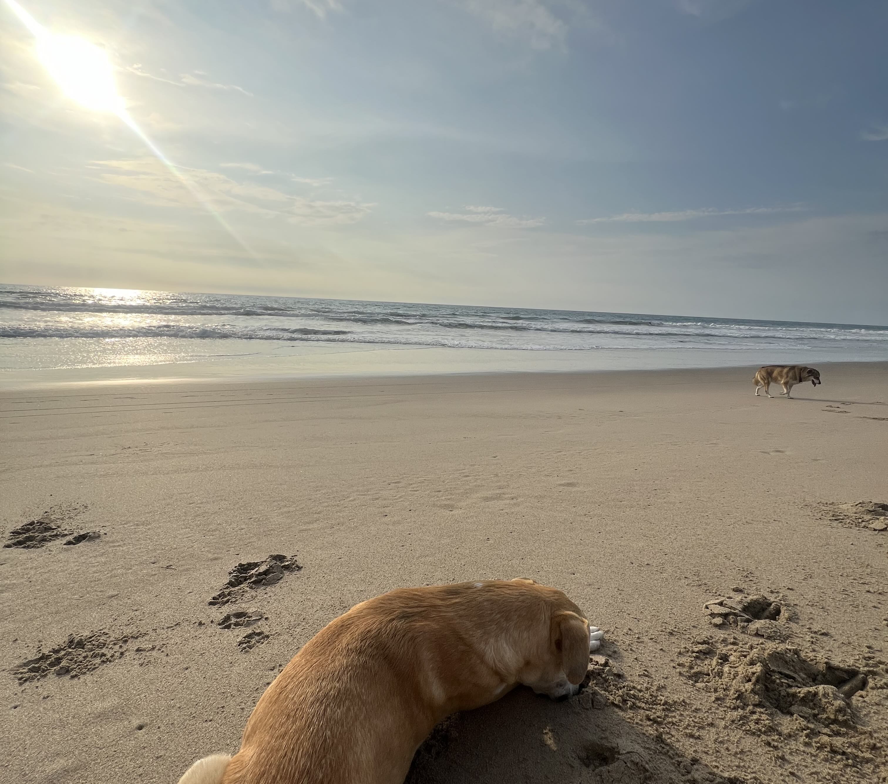 Dog resting on the sand with its head down, in front of me, at the tranquil Montañita Beach.