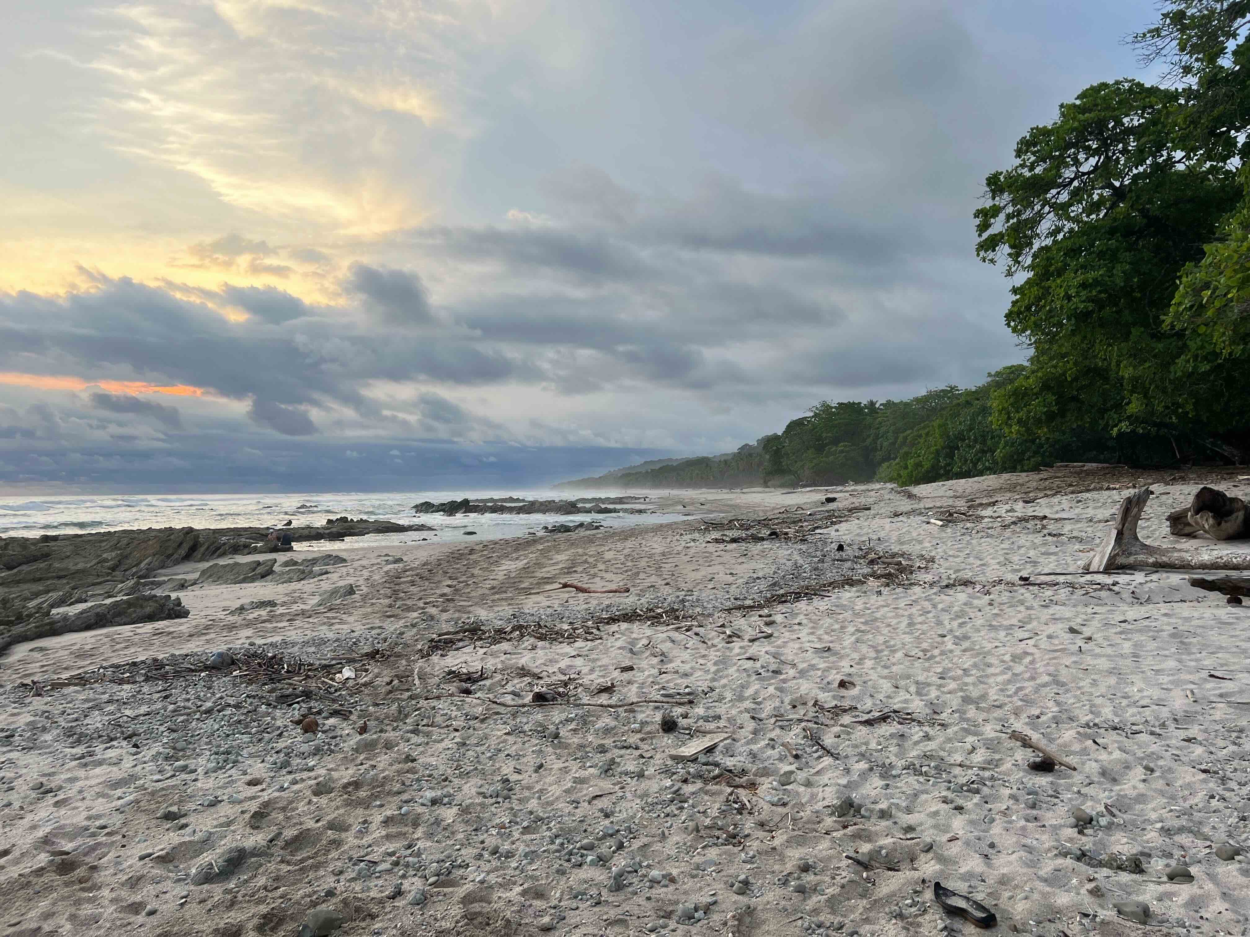 Sandy Santa Teresa beach bordered by lush green forest and scattered with driftwood and debris.