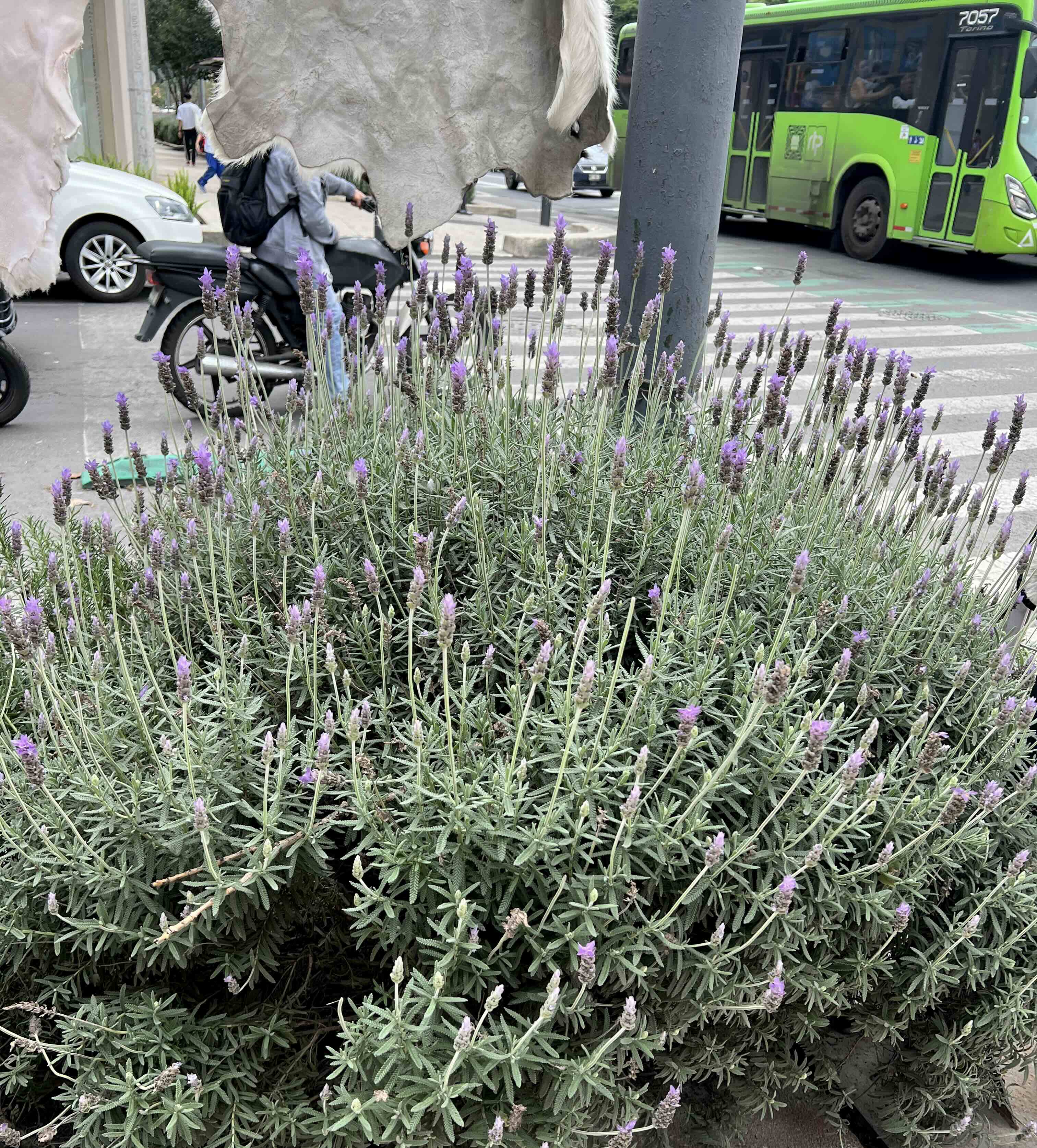 A patch of lavender and rosemary growing by the sidewalk in Mexico City