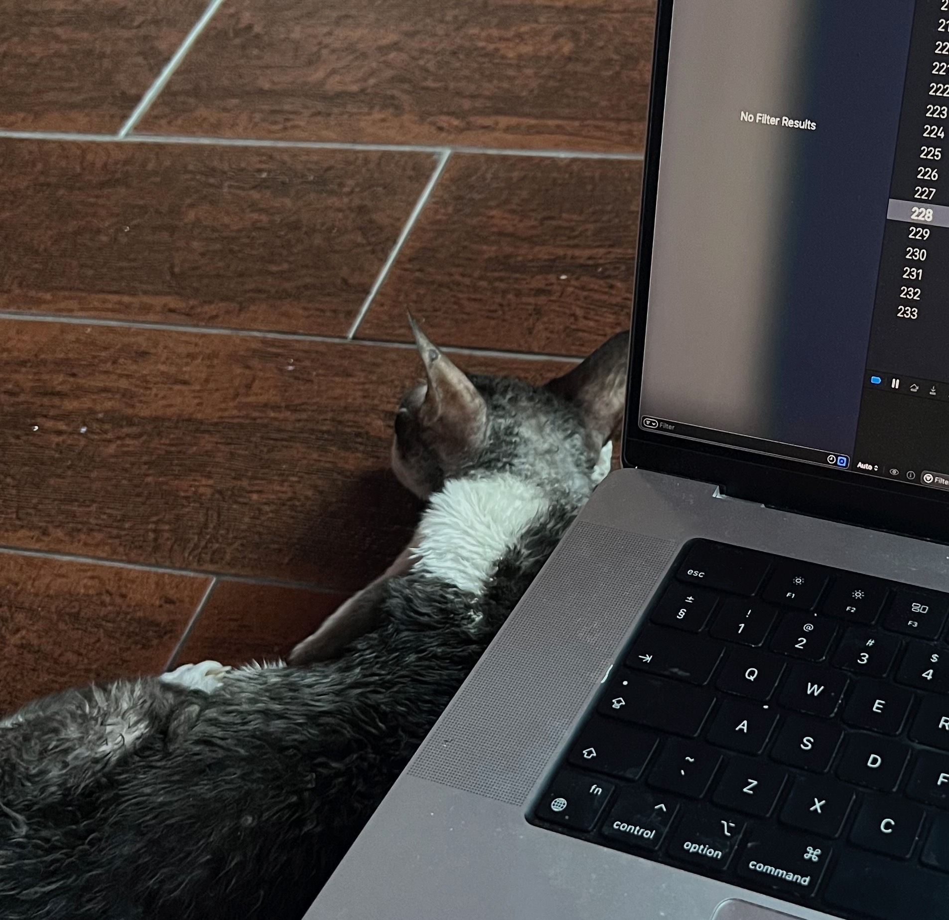 Cat laying down next to me while I’m working on the laptop.